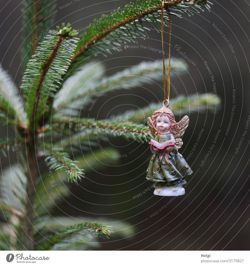 Engel aus Porzellan hängt an einem Tannenzweig Feste & Feiern Weihnachten & Advent Baum Dekoration & Verzierung Zeichen hängen ästhetisch schön einzigartig