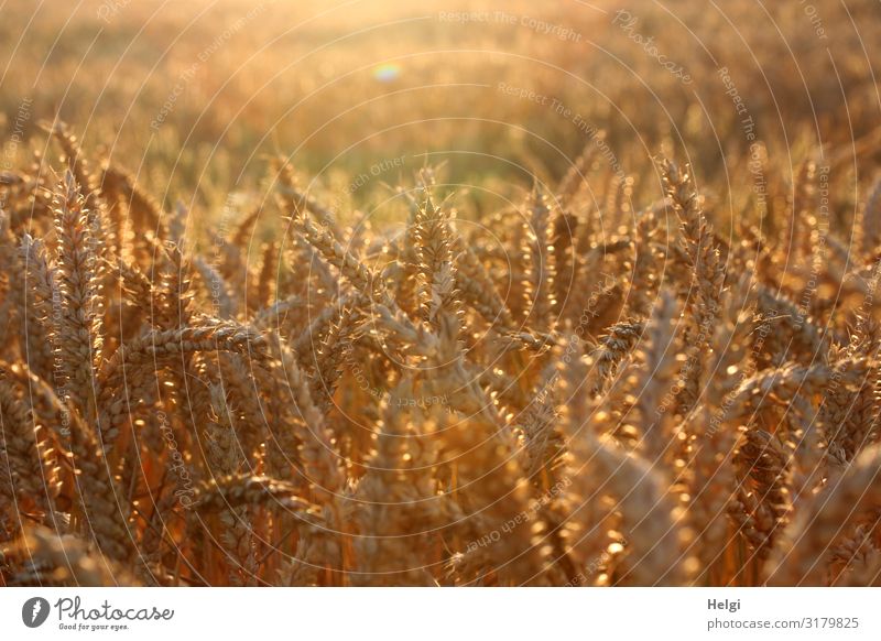 in der Abendsonne leuchtendes Getreide auf einem Kornfeld Lebensmittel Umwelt Natur Landschaft Pflanze Sommer Schönes Wetter Nutzpflanze Weizen Ähren Feld