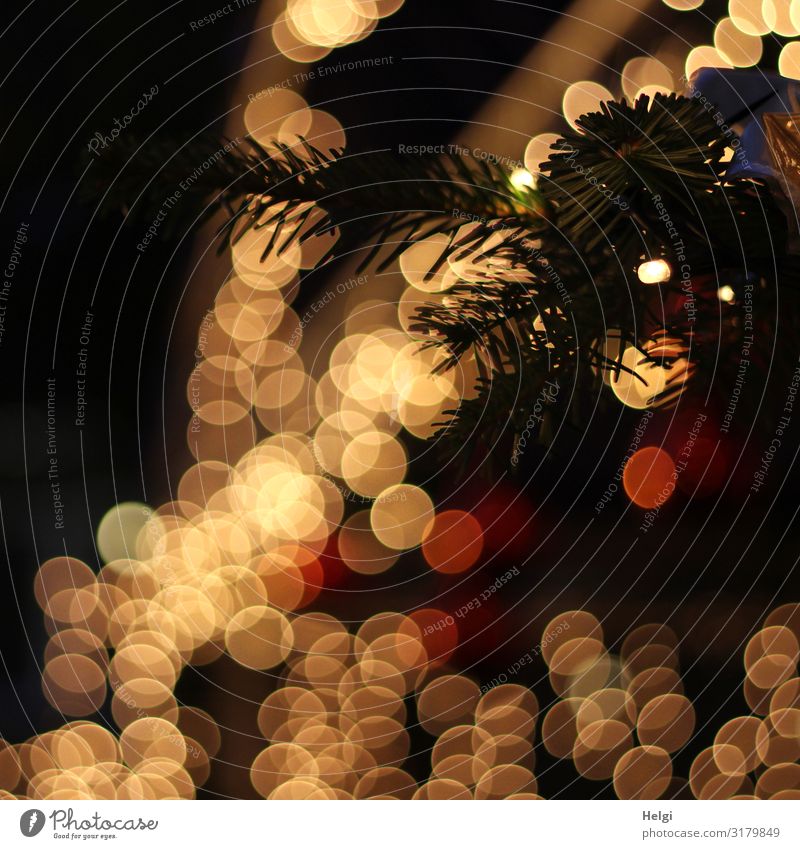 Tannenzweig mit leuchtendem Bokeh vor dunklem Hintergrund Feste & Feiern Weihnachten & Advent Winter glänzend außergewöhnlich dunkel gelb orange schwarz