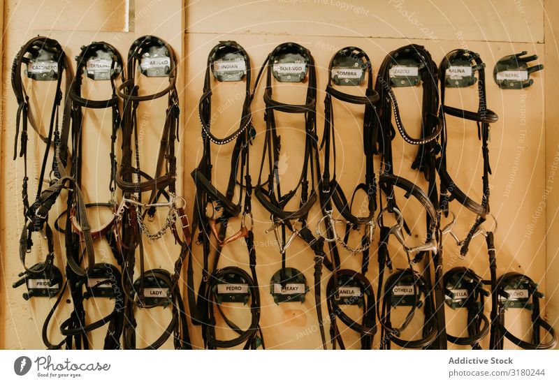Zaumzeug-Set an der Wand Pferdestall erhängen Stall Gerät pferdeähnlich Leder Ranch Kabelbaum professionell Freizeit & Hobby Kulisse rustikal ländlich Reihe