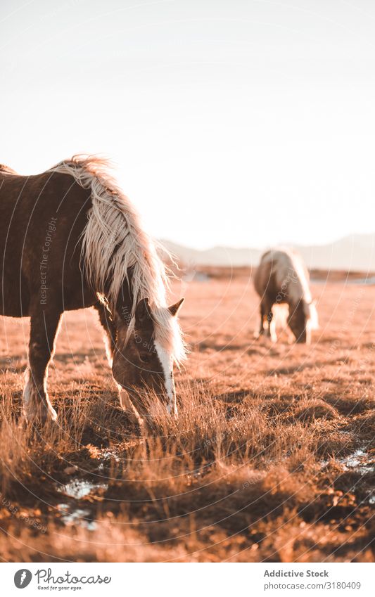 Wildpferde beim Weiden auf dem Feld Pferd weidend Wiese wild Berge u. Gebirge schön Mähne Tier Natur Säugetier pferdeähnlich Reiterin Hengst Jahreszeiten