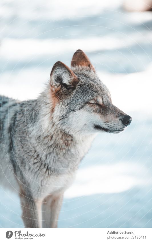 Wolf auf dem Schneefeld Winter Hügel wild Wald Ausflug Frost gefährlich Park Jahreszeiten Tier Berge u. Gebirge Säugetier Natur Tierwelt Jäger Landschaft