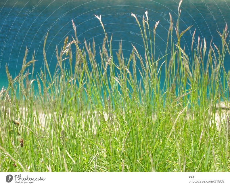 Gras grün Sommer frisch Wasser Küste blau caumasee