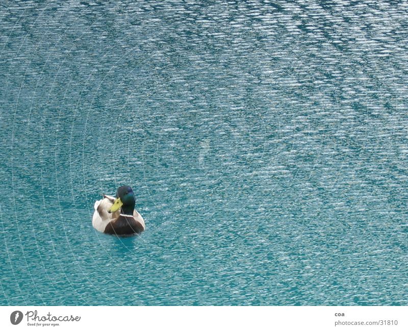 Duck Feder See Ente Wasser blau