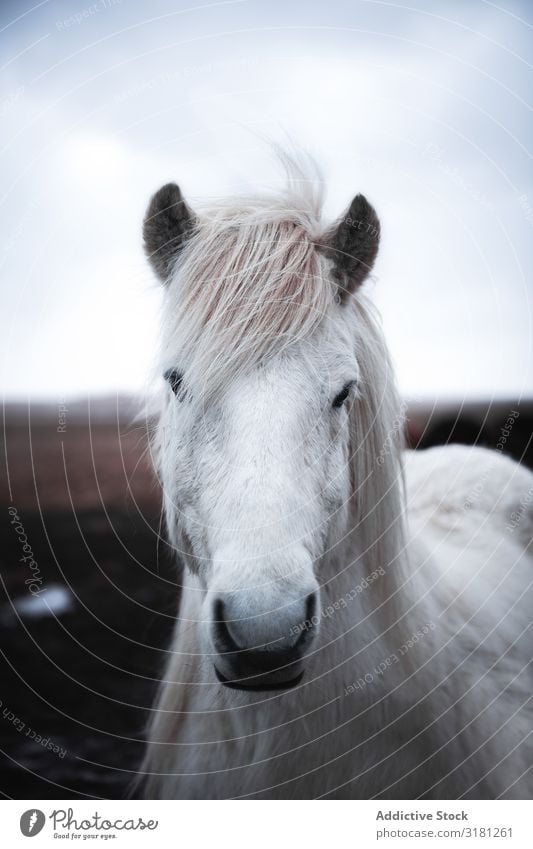 Pferde in den Bergen in Island isländisch schön Tier Tierwelt Natur Ferien & Urlaub & Reisen Außenaufnahme wild Porträt Mähne Winter braun Beautyfotografie