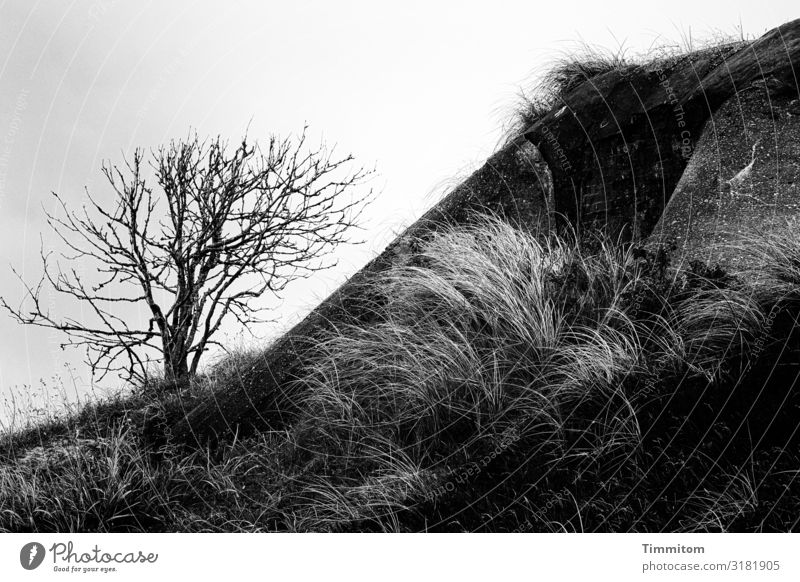 Bunkerreste mit Baumrest Ferien & Urlaub & Reisen Umwelt Natur Landschaft Pflanze Himmel Düne Dänemark Beton dunkel grau schwarz weiß Eingang Zerstörung Tod