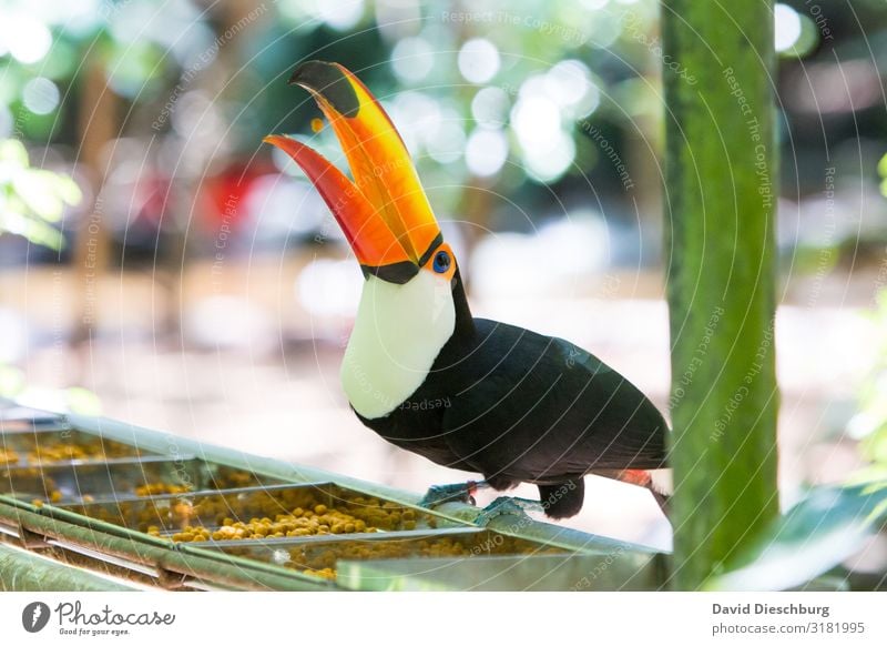 Wurftalent Ferien & Urlaub & Reisen Abenteuer Expedition Natur Schönes Wetter Urwald Wildtier Vogel Flügel 1 Tier mehrfarbig gelb orange schwarz Idylle