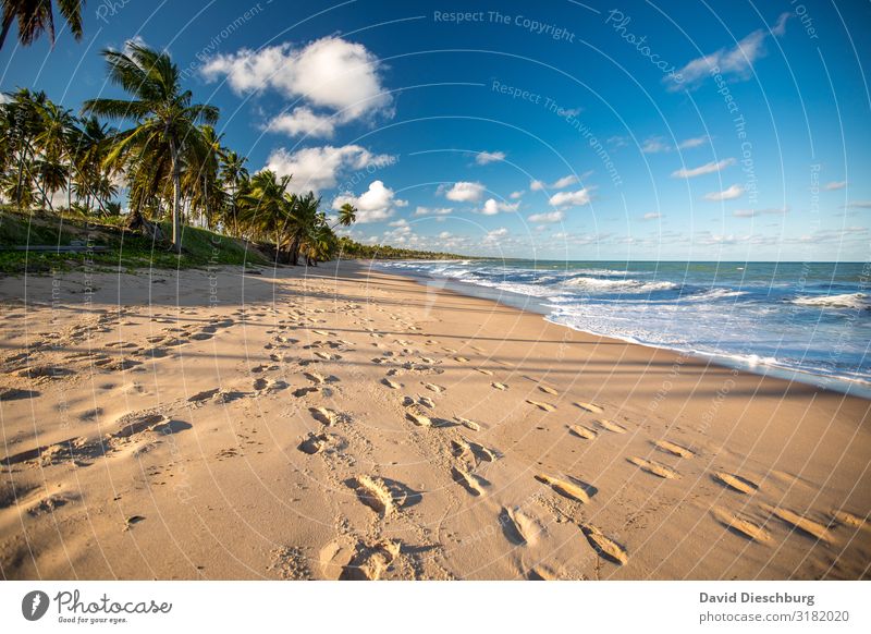 Strand in Bahia Ferien & Urlaub & Reisen Kreuzfahrt Sommerurlaub Sonnenbad Natur Landschaft Pflanze Tier Himmel Wolken Frühling Schönes Wetter Wellen Küste Meer