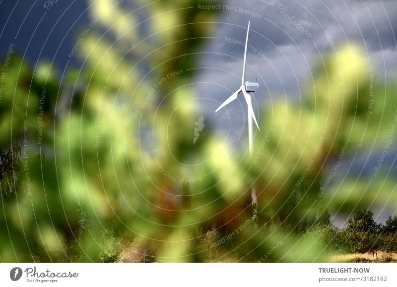 Windrad Technik & Technologie Fortschritt Zukunft Energiewirtschaft Erneuerbare Energie Windkraftanlage Energiekrise Umwelt Natur Landschaft Pflanze Luft Wolken