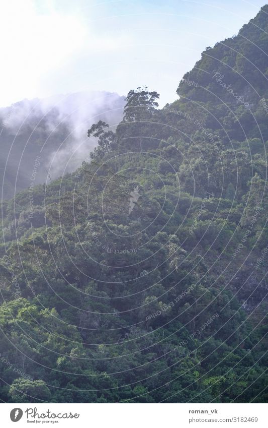 Madeiras Wälder Umwelt Natur Landschaft Pflanze Klima Klimawandel Wetter Schönes Wetter Nebel Baum Wald frisch gigantisch Unendlichkeit Zufriedenheit Djungel