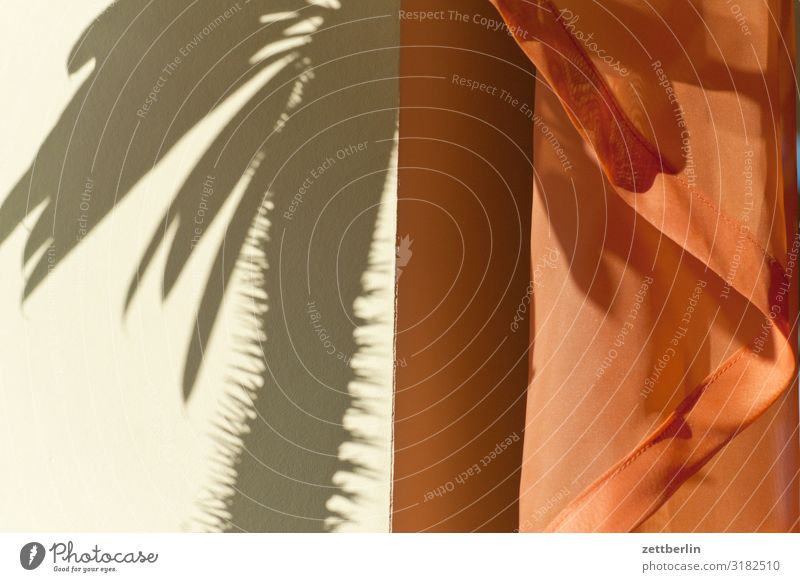 Schatten vom Kaktus Menschenleer Textfreiraum Strukturen & Formen Licht Vorhang Gardine Häusliches Leben Raum Innenarchitektur Stoff Textilien Falte Blatt