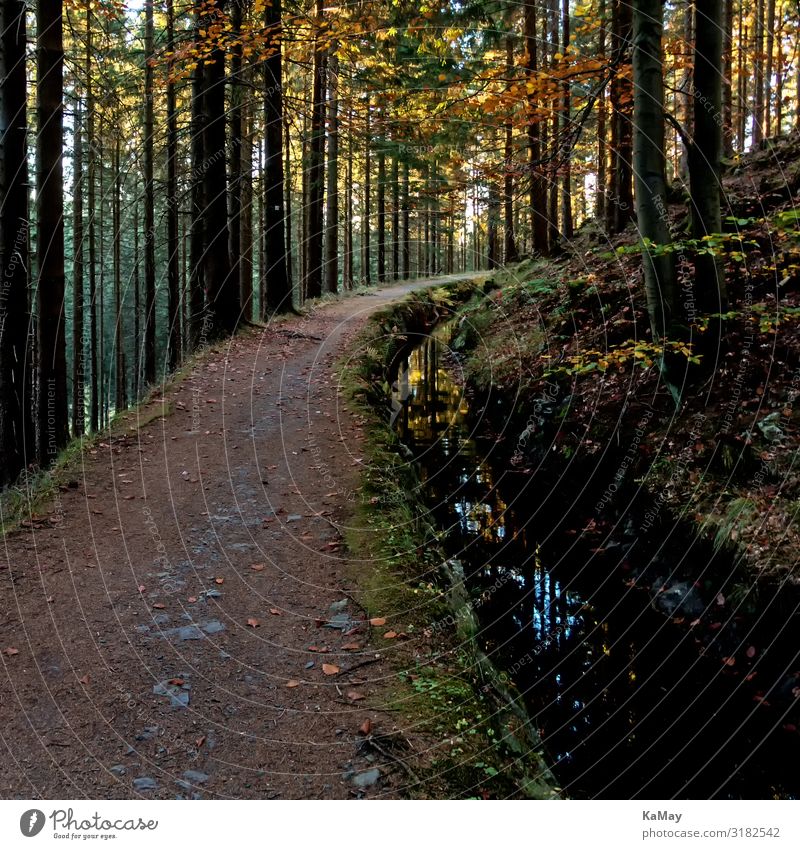 Düsternis Ferien & Urlaub & Reisen Ausflug Abenteuer wandern Natur Landschaft Wasser Herbst Baum Wald Berge u. Gebirge Harz Oberharz Bach Oberharzer Wasserregal