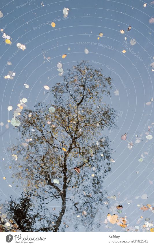 Spiegelung Wasser Herbst Baum Blatt See Deutschland Europa ästhetisch außergewöhnlich fantastisch natürlich einzigartig Natur Rätsel Surrealismus Birke