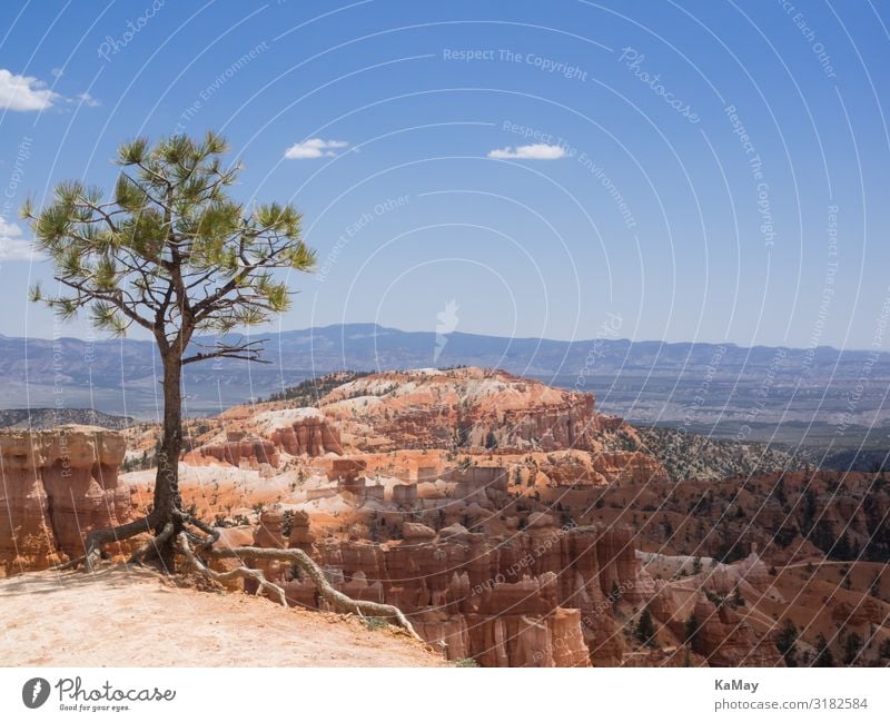 Bryce Canyon Ferien & Urlaub & Reisen Tourismus Abenteuer Ferne Freiheit Natur Landschaft Baum Schlucht Bryce Canyon National Park Utah Amerika USA Umwelt