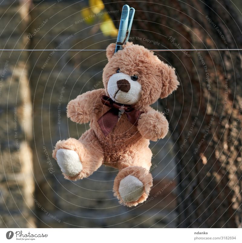 alter Teddybär, der an einer Wäscheleine hängt. Freude Winter Schnee Kind Kindheit Natur Tier Spielzeug Puppe Linie frisch klein niedlich retro Sauberkeit weich