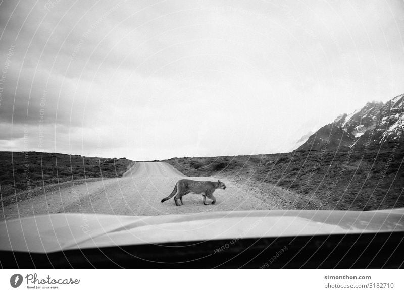 Puma Natur Tier Wildtier 1 Abenteuer Chile Südamerika Patagonien geschmeidig Abenteurer elegant PKW Windschutzscheibe Straße Schwarzweißfoto Außenaufnahme Tag