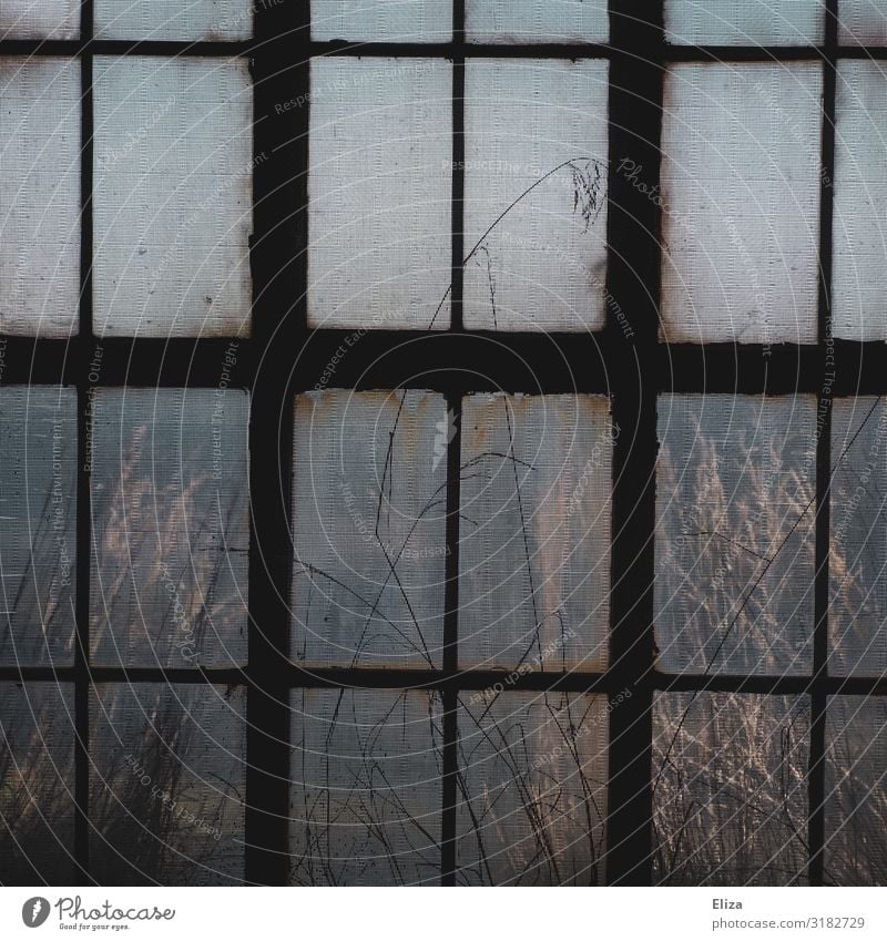 Altes vergittertes Fenster mit trockenen Gräsern dahinter alt Struktur Textur nostalgisch Gitter Gebäude gefangen Ausblick Gefängnis eingesperrt