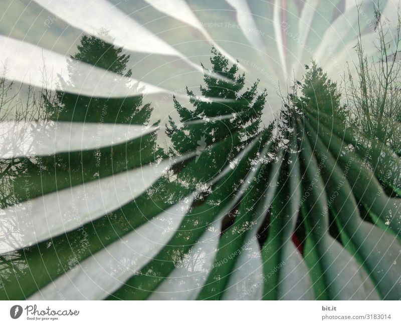 Unscharf l alles dreht sich im Weihnachtsbäume Kunst Kunstwerk Gemälde Umwelt Natur Klima Klimawandel Wind Sturm Pflanze Baum Wald skurril Propeller drehen