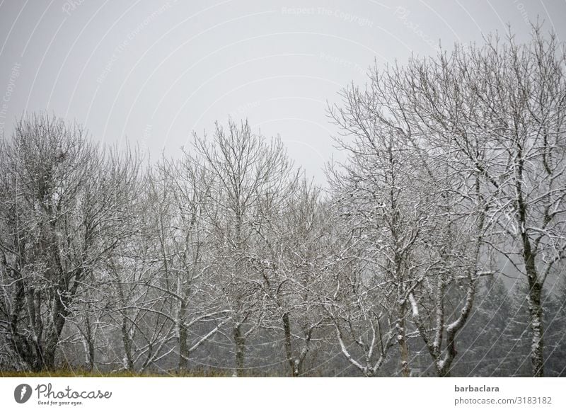 kalter Novembermorgen Natur Landschaft Urelemente Himmel Herbst Winter Eis Frost Schnee Baum Sträucher Wald grau weiß Stimmung Beginn Erwartung Klima ruhig