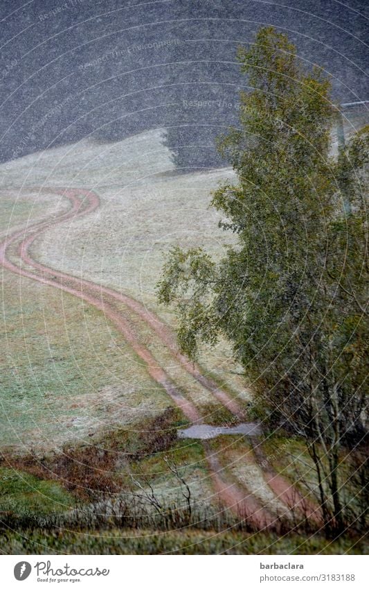 erster Schnee im Schwarzwald Natur Landschaft Urelemente Erde Luft Wasser Herbst Winter Klima Baum Gras Feld Wald Bach Wege & Pfade Fußweg kalt nass Stimmung