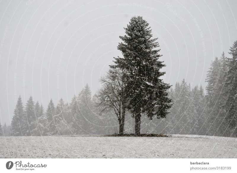 Schnee von gestern Landschaft Urelemente Winter Nebel Schneefall Baum Wiese Wald stehen kalt grau schwarz weiß Stimmung Klima Natur Umwelt Gedeckte Farben