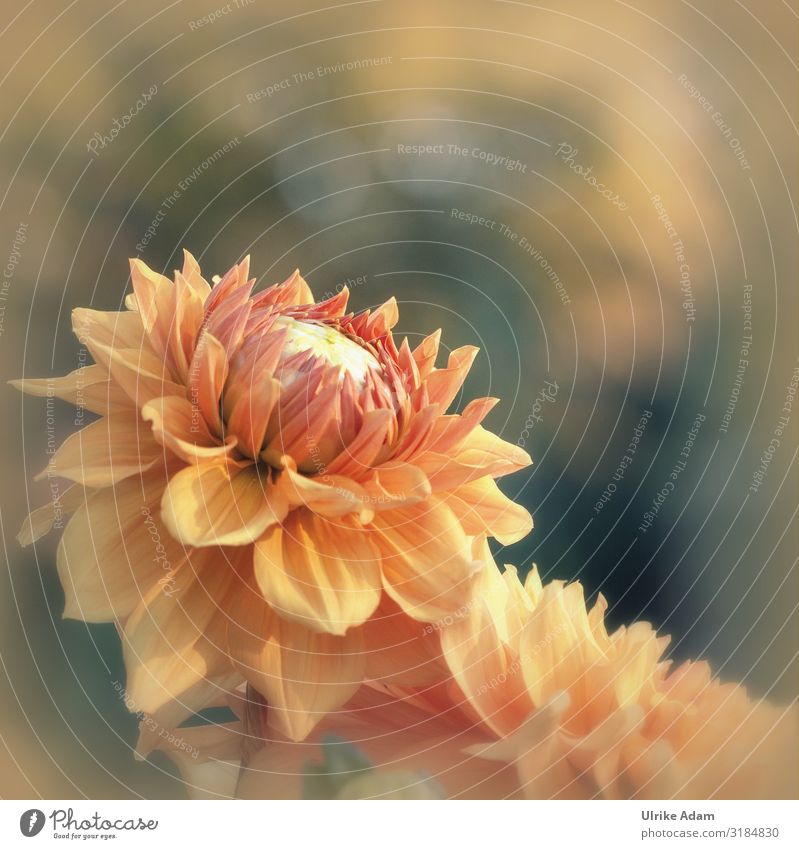 Nahaufnahme einer orangen Dahlie mit weichem Hintergrund Dahlien Dahlienblüte Blumen Blüte Sommerblumen leuchten floral Garten Bokeh Blütenblätter dahlia