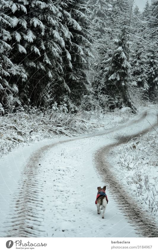 Winterlicher Morgenspaziergang mit Hund Landschaft Urelemente Eis Frost Schnee Wald Schwarzwald Straße Wege & Pfade Tier 1 Fährte Spuren genießen laufen hell