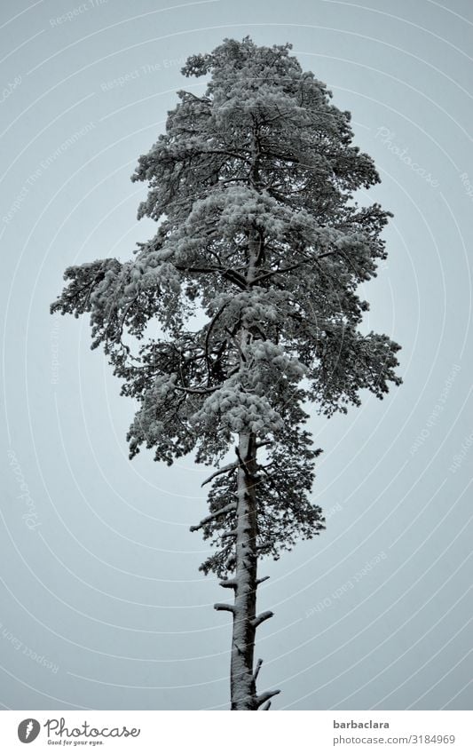 Stattliche Kiefer im Winter Urelemente Himmel Schnee Baum stehen groß hoch kalt blau weiß Farbfoto Gedeckte Farben Außenaufnahme Detailaufnahme Muster