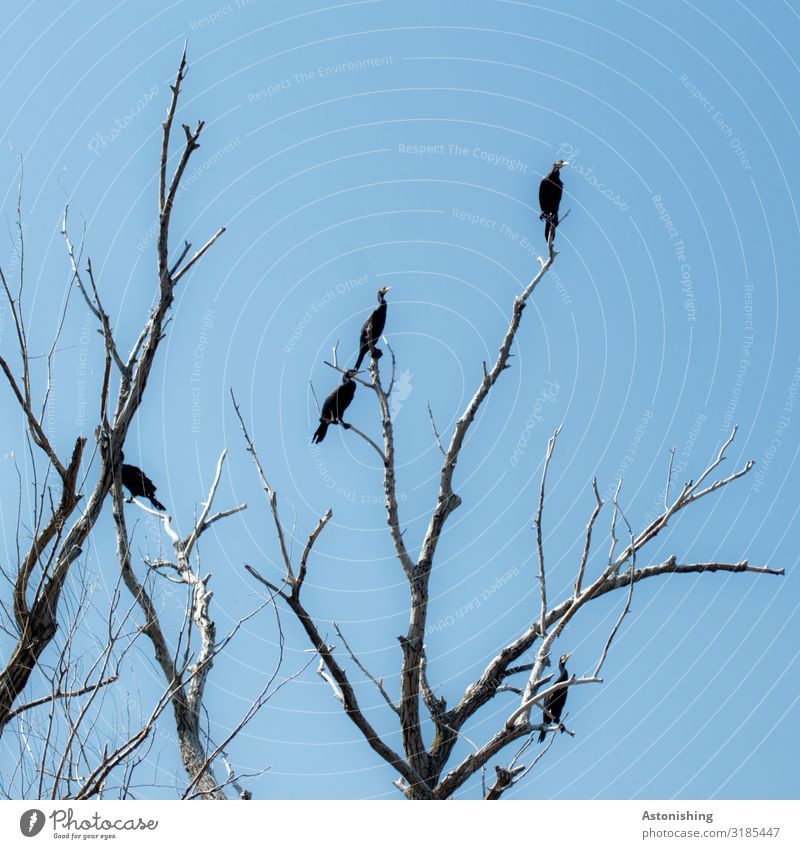 die Vögel Umwelt Natur Landschaft Pflanze Himmel Wetter Baum Feld Rumänien Tier Wildtier Vogel Flügel Schwarm Holz Blick sitzen bedrohlich dunkel stachelig