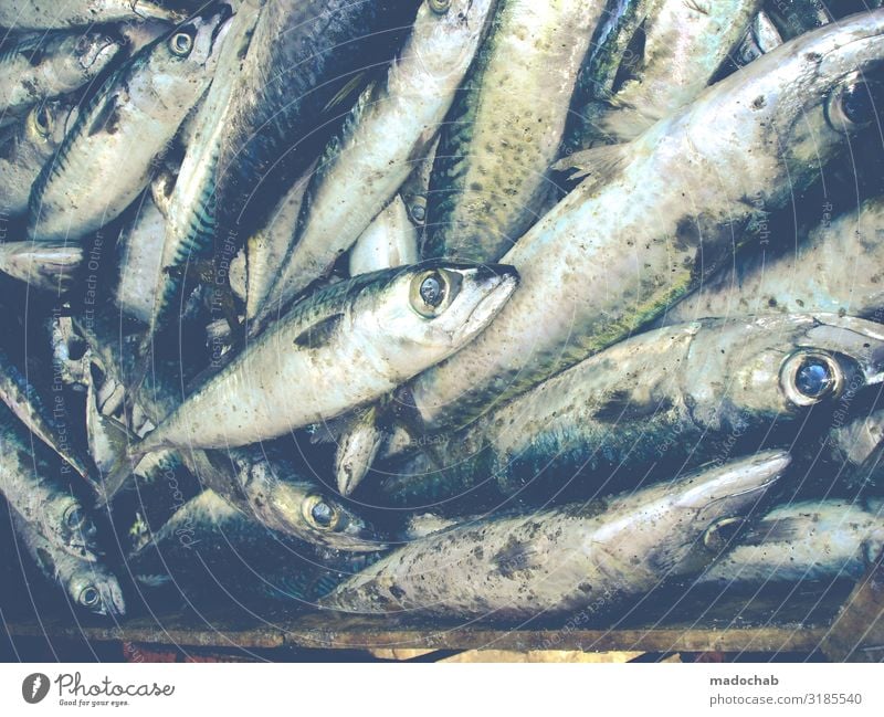Große Augen machen Lebensmittel Fisch Meeresfrüchte Ernährung Tier Nutztier Totes Tier Schuppen Tiergruppe Herde Schwarm Rudel frisch kaufen Tod Farbfoto