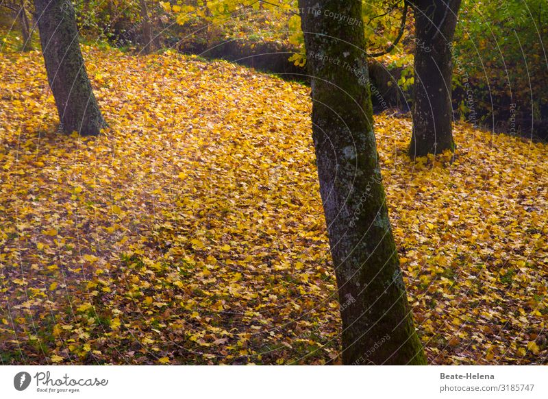 Blätterleuchten Goldfarben Laub Herbst Herbstfarben Herbststimmung Baumstämme Herbstlaub herbstlich Herbstfärbung Laubwerk Herbstbeginn