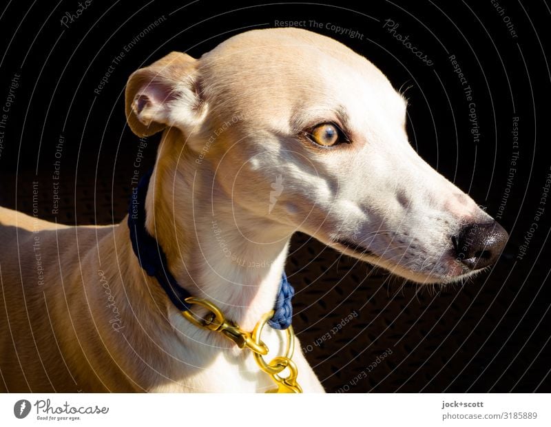 windiger Hund elegant Haustier Windhund Tier Hundehalsband braun gold Gefühle Wachsamkeit Sinnesorgane Statussymbol Körperspannung Hundeschnauze Begleiter