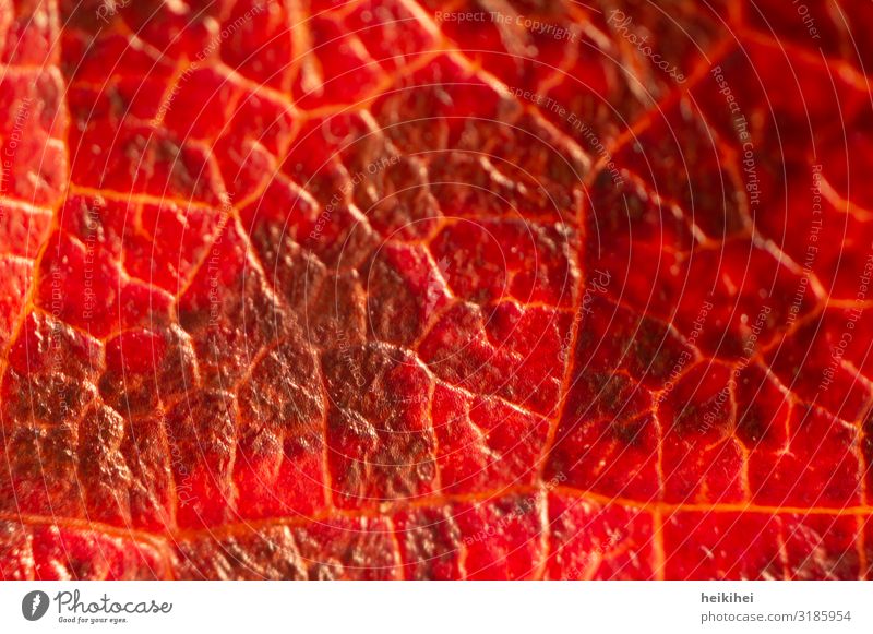 Nahaufnahme eines herbstlich eingefärbten Blattes Umwelt Natur Herbst Pflanze ästhetisch außergewöhnlich natürlich rot Kunst Blattadern Detailaufnahme