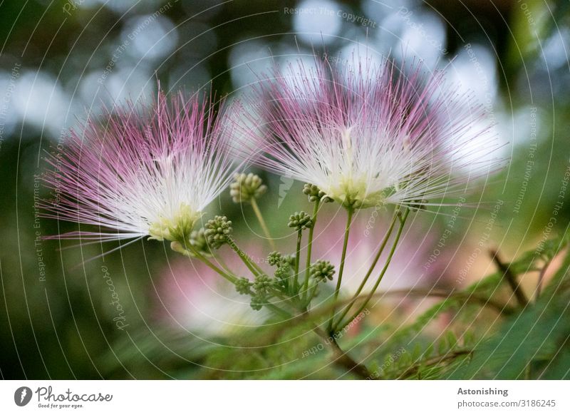 Photocase Nach Albizia Julibrissin Durchsuchen Und 7 Lizenzfreie Stockbilder Finden