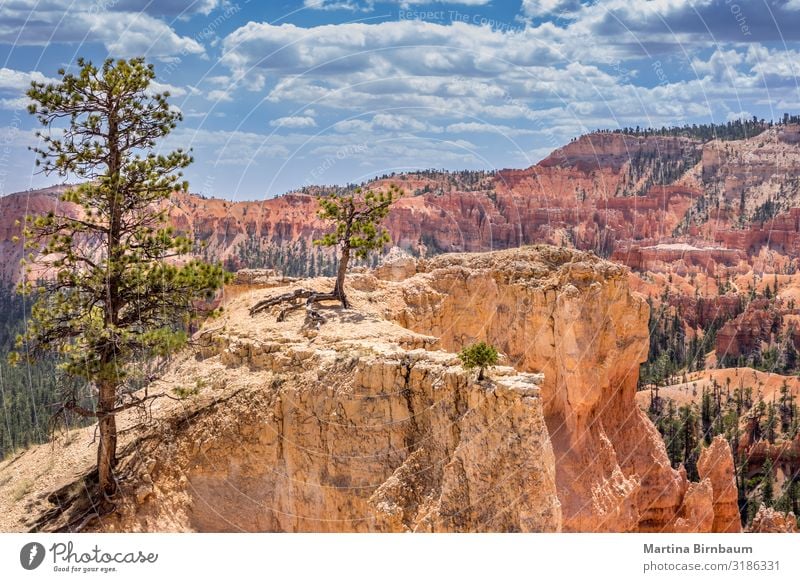 Blick auf die Landschaft mit Bäumen, Bryce Canyon Utah USA Ferien & Urlaub & Reisen Berge u. Gebirge Natur Himmel Baum Park Felsen Schlucht Denkmal Stein gold