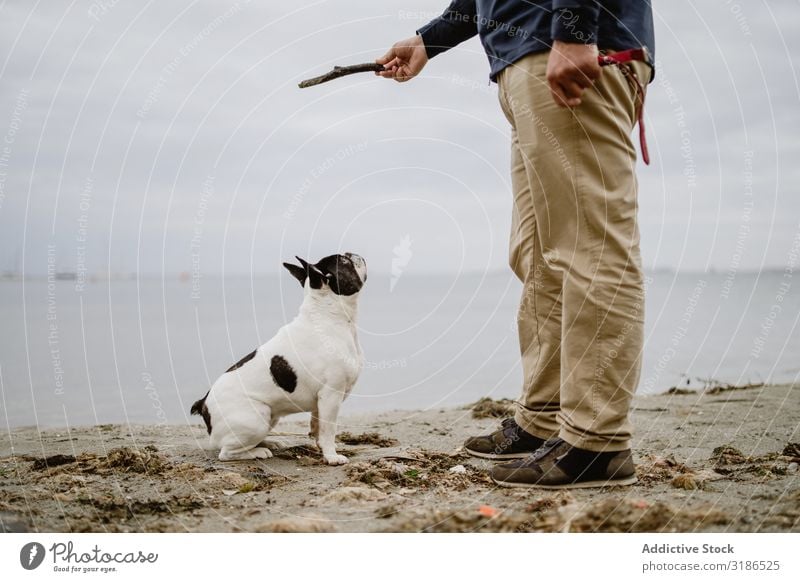 Getreidemann spielt mit Hund am Strand Mann Spielen Stock Meer Sand stehen Haustier französische Bulldogge Besitzer Freude Tier Natur Wasser Freundschaft