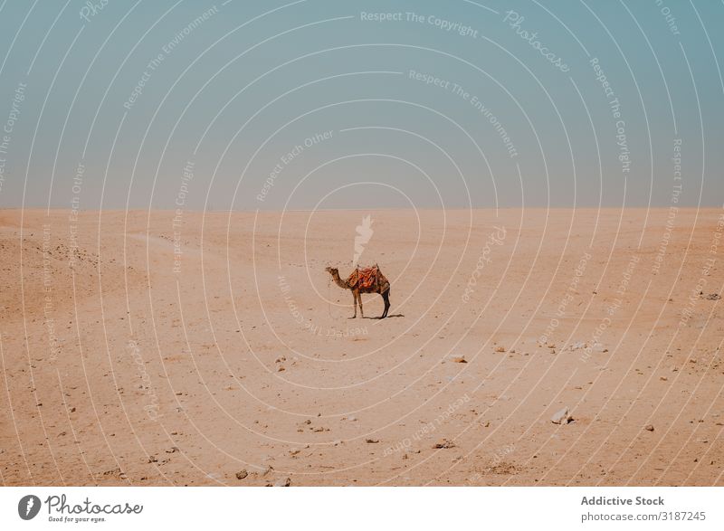 Kamel mit ornamentalen Sätteln in der Wüste bei Kairo, Ägypten Karavane gesattelt Ornament lustig Ferien & Urlaub & Reisen Natur Sand Ausflug Sonnenstrahlen Tag