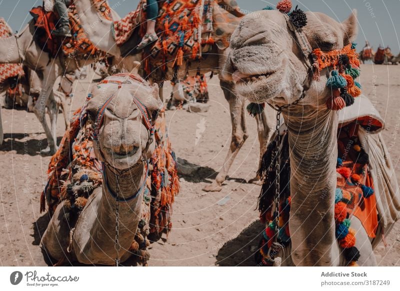Lustige Kamele in der Wüste Karavane gesattelt Kairo Ägypten Ornament lustig Ferien & Urlaub & Reisen Natur Sand Ausflug Sonnenstrahlen Tag regenarm trocken