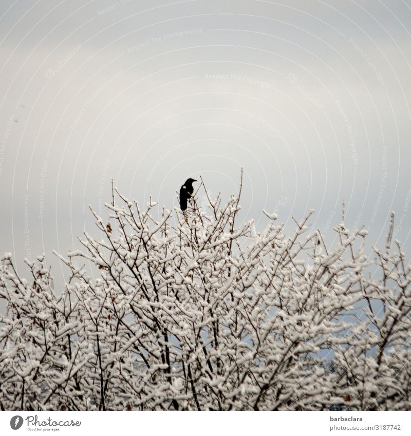 schwarz auf weiß Natur Pflanze Tier Wolkenloser Himmel Sonnenlicht Herbst Winter Eis Frost Schnee Baum Zweige u. Äste Vogel Rabenvögel 1 frieren sitzen kalt