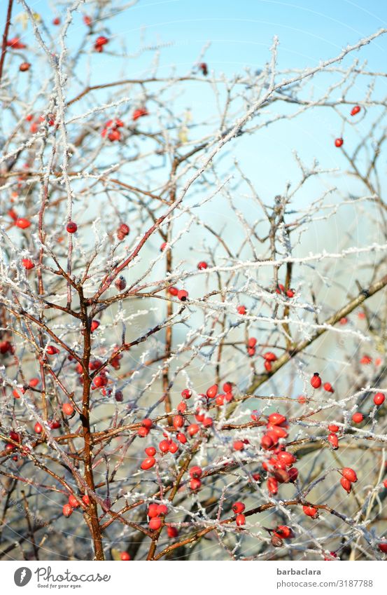 gefrorene Hagebutten Beeren Natur Pflanze Himmel Winter Eis Frost Sträucher Nutzpflanze leuchten Gesundheit hell kalt wild rot Farbe Klima Umwelt Farbfoto