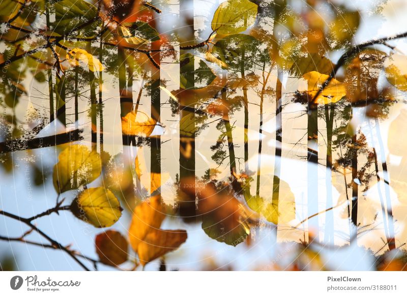 Herbst Lifestyle elegant Tourismus Ausflug Natur Landschaft Pflanze Tier Baum Sträucher Wildpflanze Wald Wachstum schön gelb Stimmung Ferien & Urlaub & Reisen