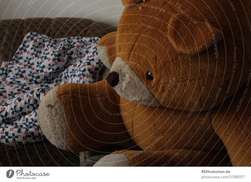 Riesenteddy Kuscheltier Teddybär Bär riesig groß alt braun retro Muster Sofa Decke