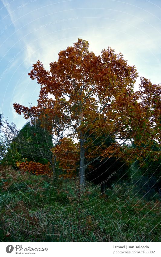 Baum mit Herbstfarben in der Herbstsaison am Berg Rüssel braun rot Blatt Ast Wald Berge u. Gebirge Natur Landschaft Außenaufnahme Ferien & Urlaub & Reisen Platz