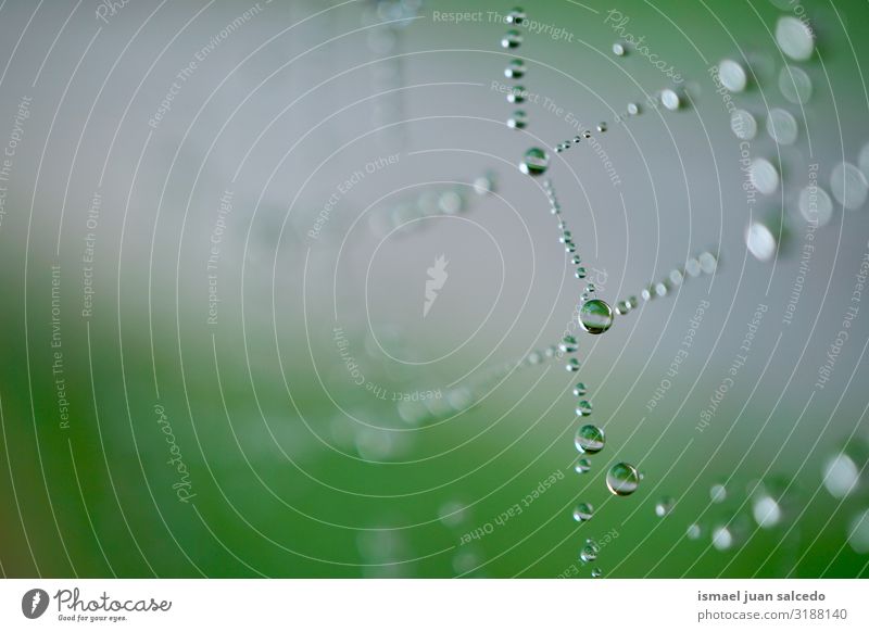 Regentropfen auf dem Spinnennetz im Herbst Internet Tennisnetz Natur Tropfen hell glänzend Außenaufnahme abstrakt Konsistenz Hintergrund neutral Wasser