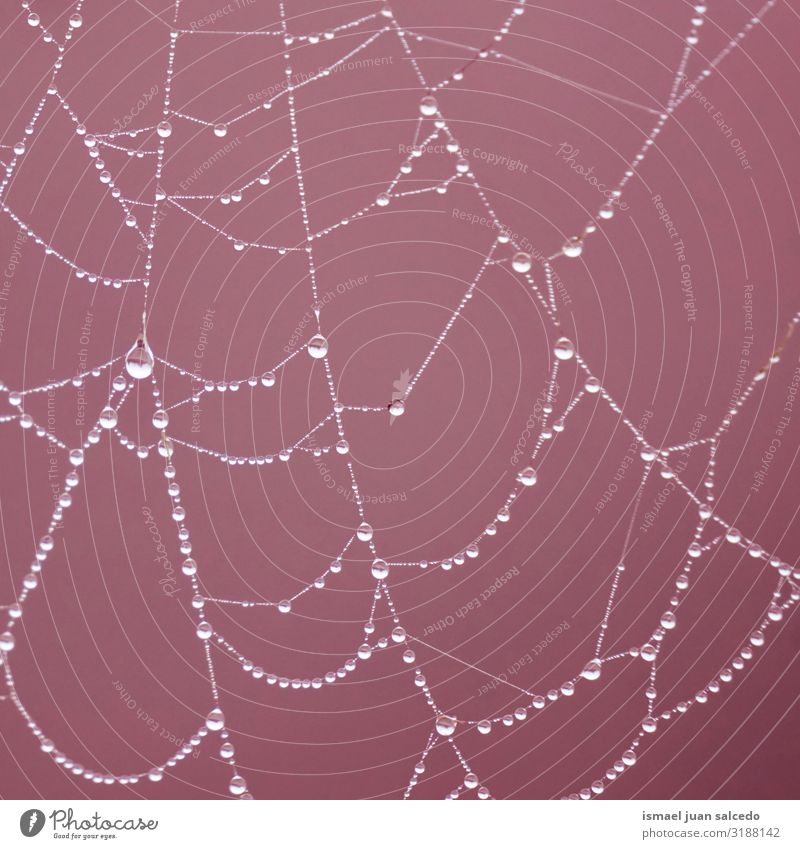 Tropfen auf das Spinnennetz in der Natur Internet Netz Tennisnetz Regen hell glänzend Außenaufnahme abstrakt Konsistenz Hintergrund neutral Wasser sehr wenige