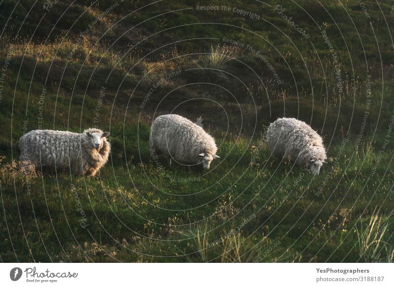 Drei Schafe grasen auf Mooshügeln auf der Insel Sylt in der Nordsee. Ferien & Urlaub & Reisen Tourismus Sommer Umwelt Natur Landschaft Tier Gras Hügel Nutztier