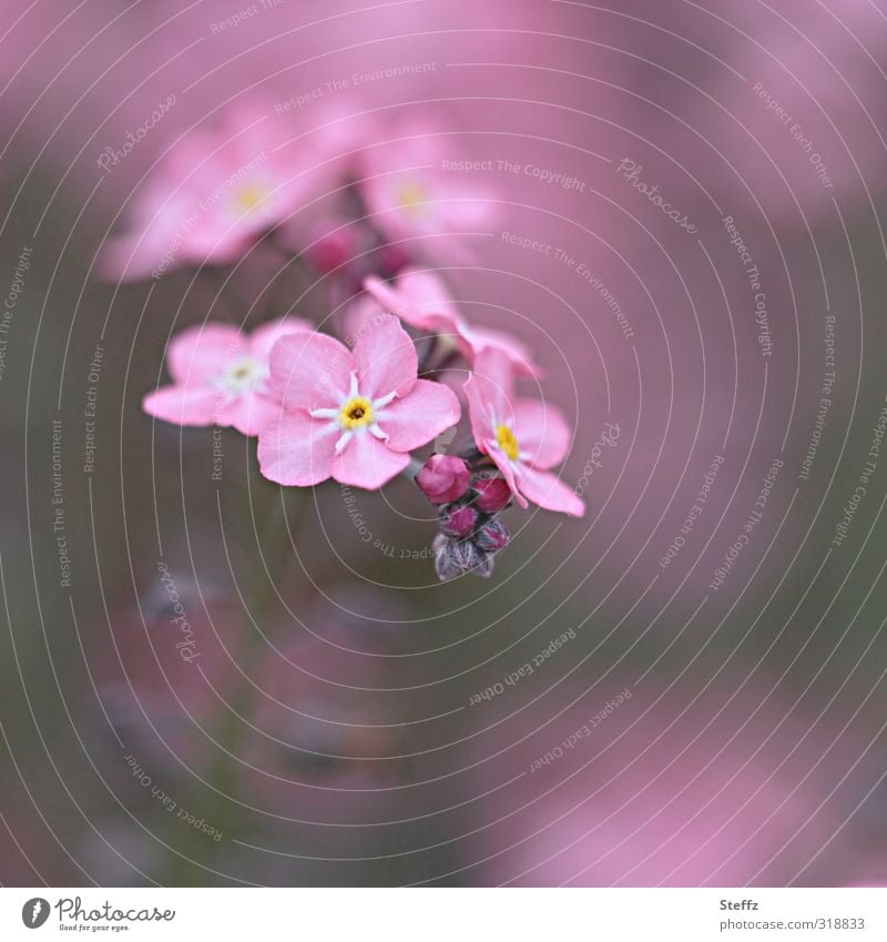 alles rosig mit rosa Vergissmeinnicht Frühlingsblume Waldblume rosa Blumen zartrosa Vergissmeinnichtblüte blühende Frühlingsblumen Blüte Verliebtheit idyllisch