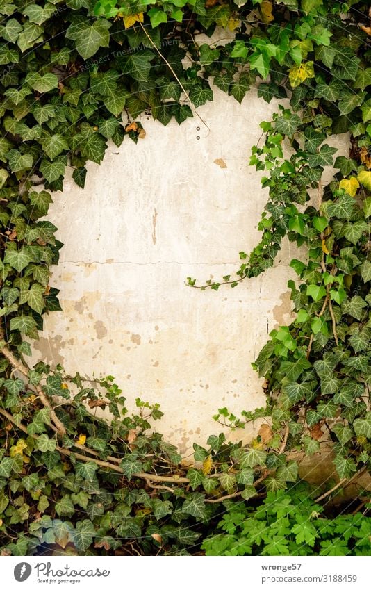 Efeu rankt an einer Mauer um eine freie Stelle empor Grünpflanze rankeln Pflanze Farbfoto grün Außenaufnahme Tag Menschenleer Blatt Wand Kletterpflanzen