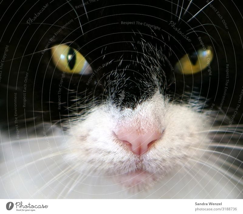 Luna Tier Haustier Katze 1 gut klug schwarz weiß Farbfoto Menschenleer Blick Blick in die Kamera Blick nach vorn