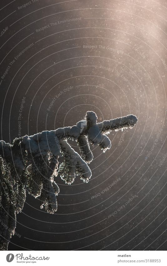 Blizzard Natur Pflanze Winter Wetter Eis Frost Schnee Schneefall Baum kalt braun grün weiß Schneesturm Tannenzweig Zeigefinger Farbfoto Gedeckte Farben